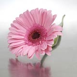 USA Poppy Basics USA,,:Boxed Pink Daisy Gerbera's